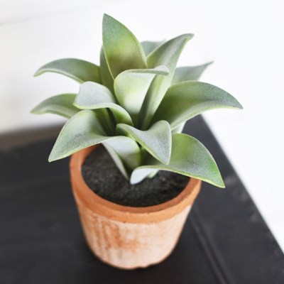 7' Pot Succlent